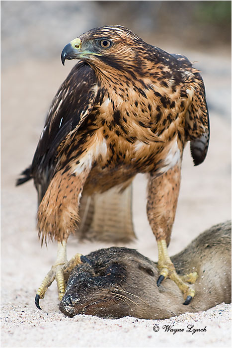 Galapagos Hawk 103 by Dr. Wayne Lynch ©